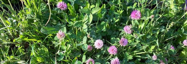 Gelée Fleurs de trèfle
