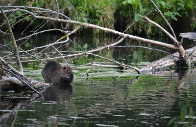 Rambouillet : Photos Nature : Le ragondin 