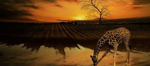 Les animaux sortent la nuit pour éviter de croiser les humains