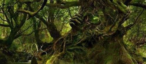 Un arbre qui a vécu !