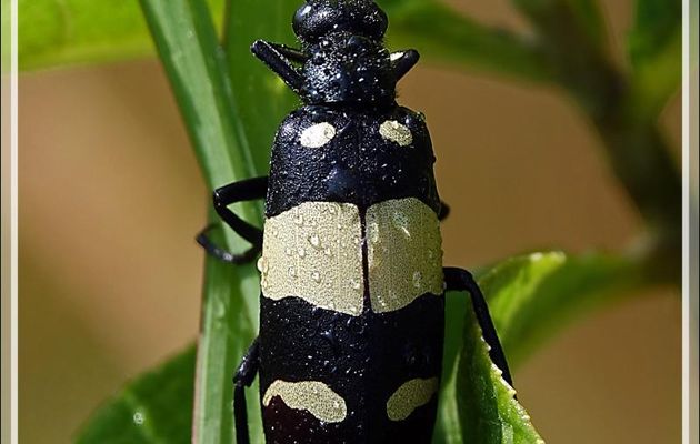 Coléoptère du haricot, Bean Beetle (Mylabris oculata ou Hycleus oculatus) - Chutes Victoria - Zimbabwe