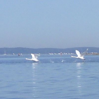 EB - Première sortie en canoë 2025, au milieu des cygnes...