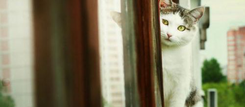 Astuces pour empêcher votre chat de tomber du balcon