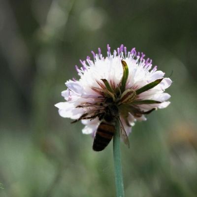 Bon appétit Dame Thomise !