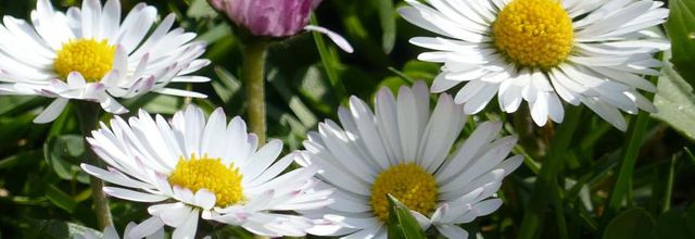 Vive le printemps 