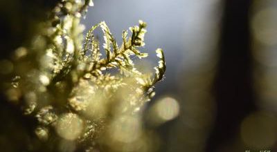 Printemps, en vain...