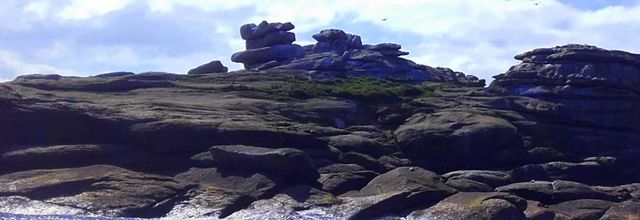  les phoques gris  baie de MORLAIX 