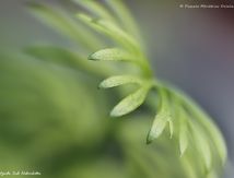 Feuilles de Cosmos naissants...