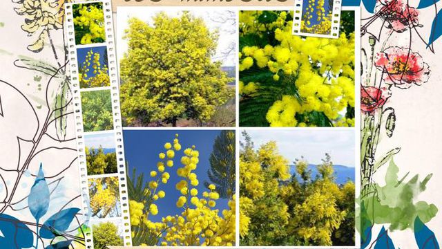 Les Mimosas.... Et les Fleurs du Vendredi !!