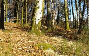 Petite promenade dans les bois du Puy des Forges