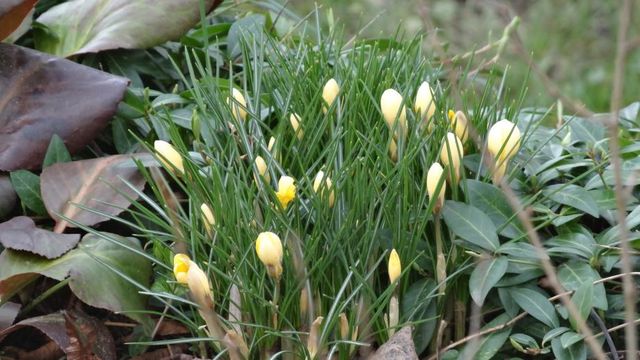 Quelques Mots Jardinier... Février