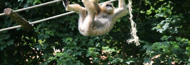 LA VALLÉE DES SINGES (3/3)