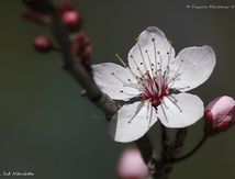 Fleur de Prunus