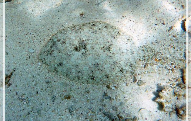 Turbot tropical ou Rombou tropicale ou Sole tropicale, Flowery flounder (Bothus mancus) - Pension Kuriri - Maupiti - Polynésie française
