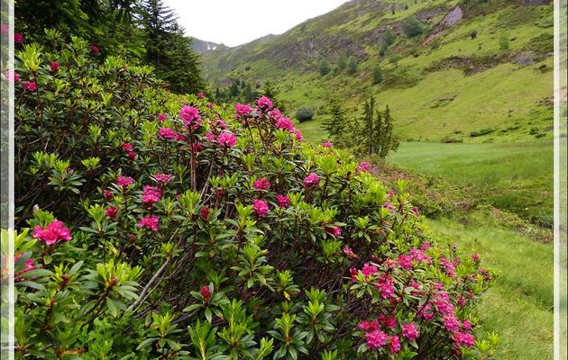 Les rhododendrons sont en pleine floraison - Randonnée "Chapelle de l'Isard" - Sentein - 09