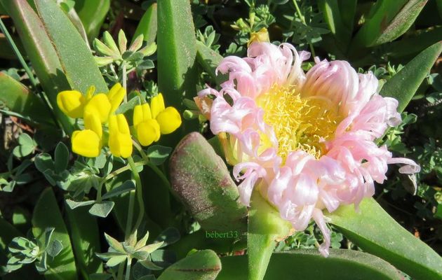 de fleurs de bord de mer