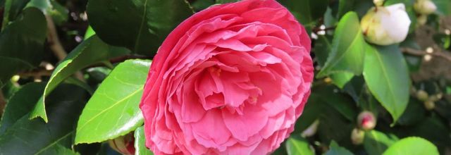 nos fleurs du jardin et ...