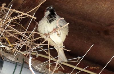 un oiseau qui ... et des fleurs 