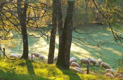 Le goût des choses simples 