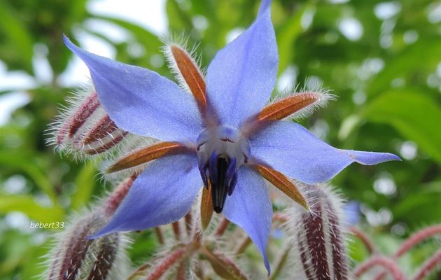 quelques fleurs en macros