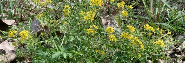 Rorippa sylvestris  -  rorippe des forêts