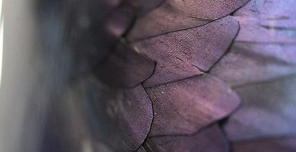 PLUMES VIOLETTES