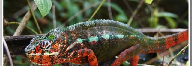 Les caméléons MADAGASCAR    FIN