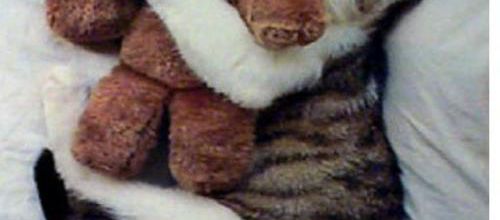 Chat Calin ^^