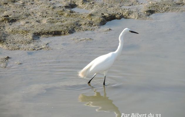 Une aigrette qui ...