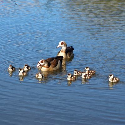 la famille ouette au lac Symphonie 