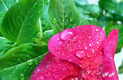 Pluie de printemps
