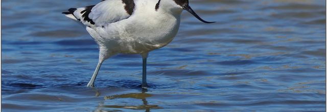 Réserve Ornithologique du Teich (1)