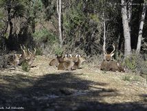 Cerfs Sikas