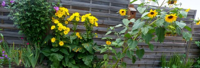 le jardin de Minouche et Choumi