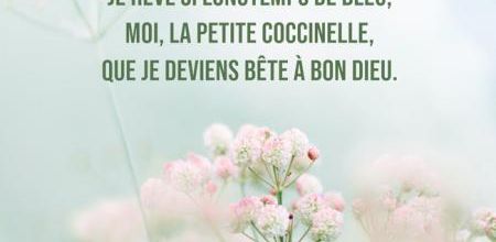 La petite coccinelle