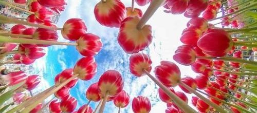 Quand une fourmi lève la tête