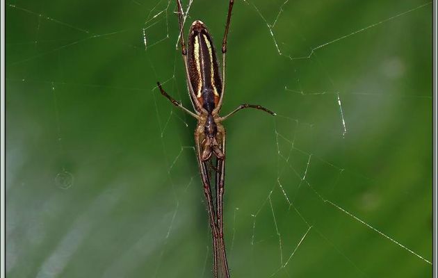 Vue ventrale de l'Araignée Tétragnathe étirée, Common long jawed orb weaver spider (Tetragnatha extensa) - Lartigau - Milhas - 31