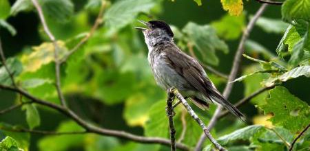 Le chant des oiseaux amplifie la croissance des végétaux
