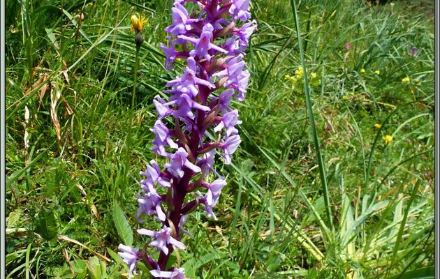 Orchidée Orchis moustique (Gymnadenia conopsea) - Varrados - Val d'Aran - Espagne