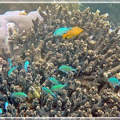 Snorkeling à Triton Bay : coraux durs, coraux mous, mais des coraux partout, un Bénitier pour surveiller tout ce beau monde, plus une Corne de cerf très belle car intacte - Papua Barat - Papouasie - Indonésie