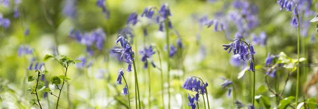 Muguet bleu ou jacinthe des bois