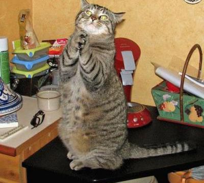 Des animaux qui nous ressemblent !