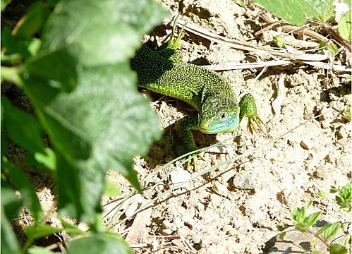 Pour la ronde de Careli : Firmin...