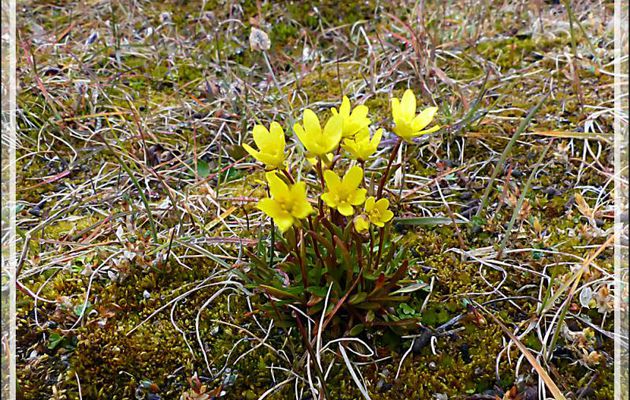 Saxifrage affine ou œil de bouc , Yellow marsh saxifrage (Saxifraga hirculus) - Qariaragiuk - Somerset Island - Nunavut - Canada