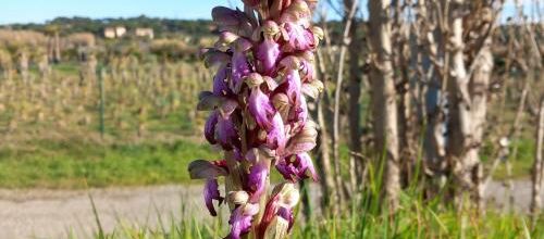 Orchis