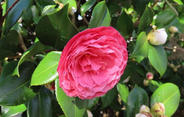 nos fleurs du jardin et ...