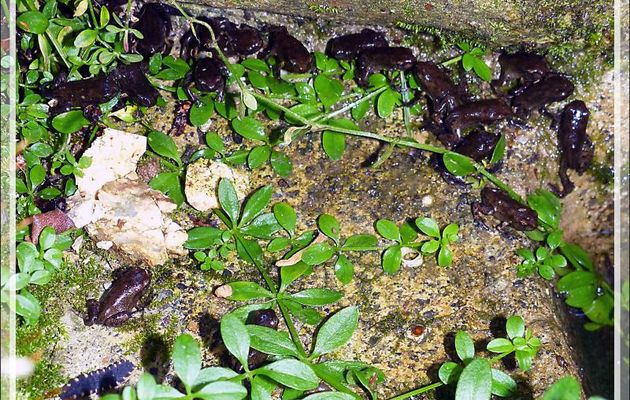 Les jeunes Crapauds et la Grenouille rousse - Lartigau - Milhas - 31