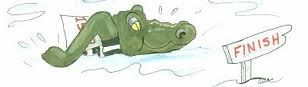 Pas de course d'alligators à la Nouvelle Ibérie cette année !