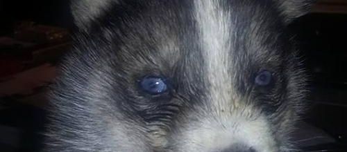 2 Chiots lof à vendre