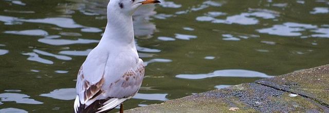 Parc des Buttes Chaumont, Paris 19ème : La mouette rieuse